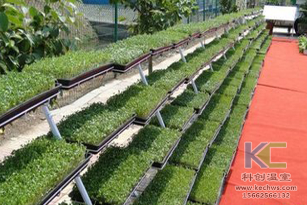 魚菜共生系統(tǒng)，無土栽培技術(shù)，無土栽培，溫室大棚