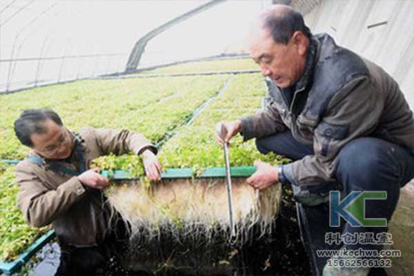 無土栽培，無土栽培技術，無土栽培設備