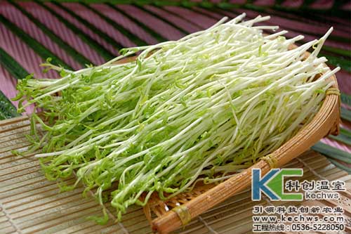 無土栽培，無土栽培技術，無土栽培設備