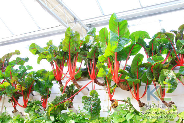 無土栽培，無土栽培技術，無土栽培設備