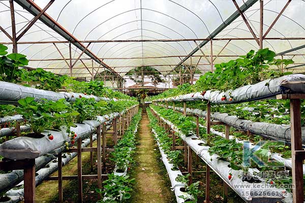 無土栽培，無土栽培技術，無土栽培設備