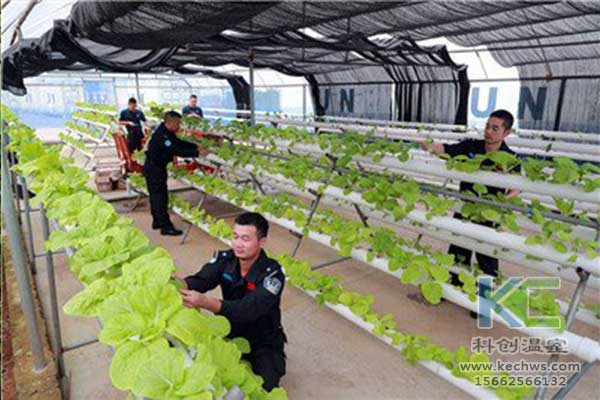 無土栽培，無土栽培技術，無土栽培設備