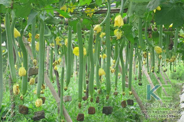 無(wú)土栽培，無(wú)土栽培技術(shù)，無(wú)土栽培設(shè)備