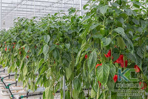 無土栽培，無土栽培技術，無土栽培設備