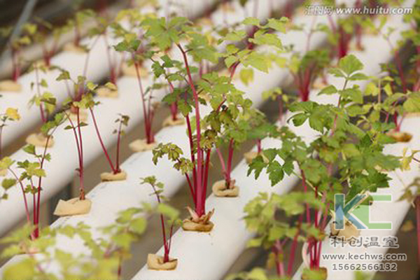 無土栽培，無土栽培技術(shù)，無土栽培設(shè)備