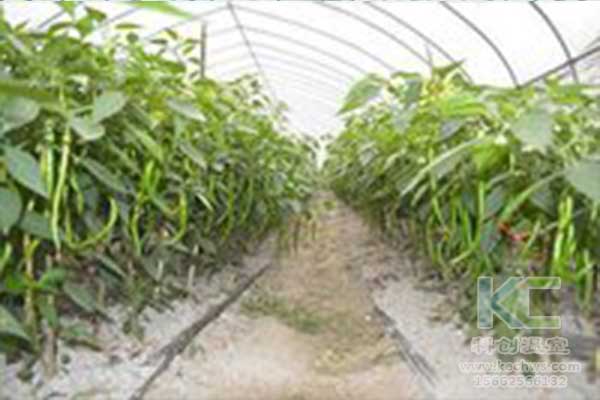 無土栽培，無土栽培技術(shù)