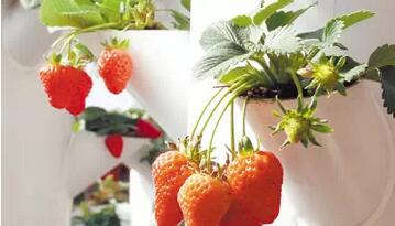 無土栽培，無土栽培技術(shù)，無土栽培設(shè)備