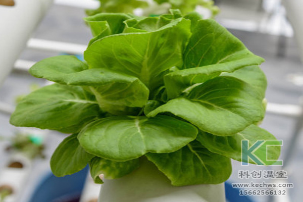 無土栽培，無土栽培技術，無土栽培設備