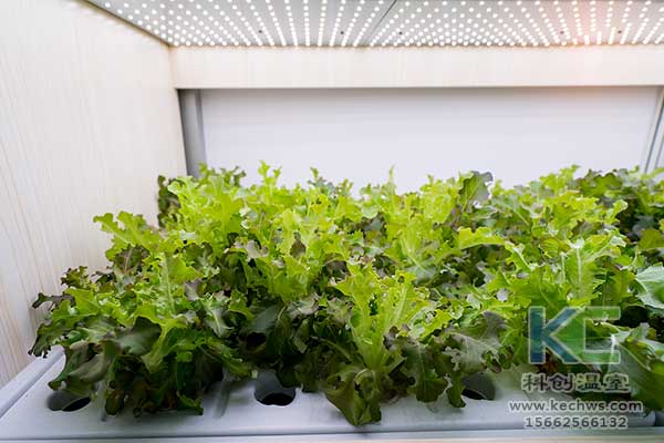 無土栽培，無土栽培技術，無土栽培設備