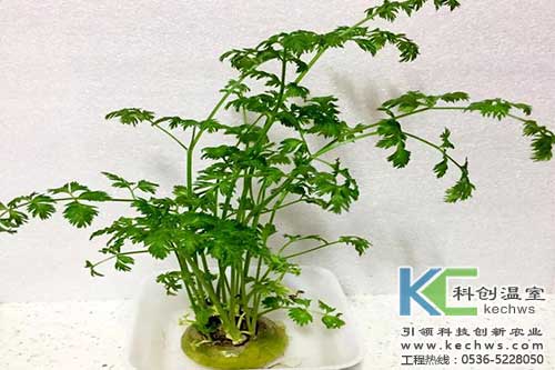 無(wú)土栽培，無(wú)土栽培技術(shù)，無(wú)土栽培設(shè)備