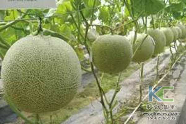 無土栽培，無土栽培技術，無土栽培設備