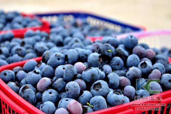 無土栽培，無土栽培技術，無土栽培設備