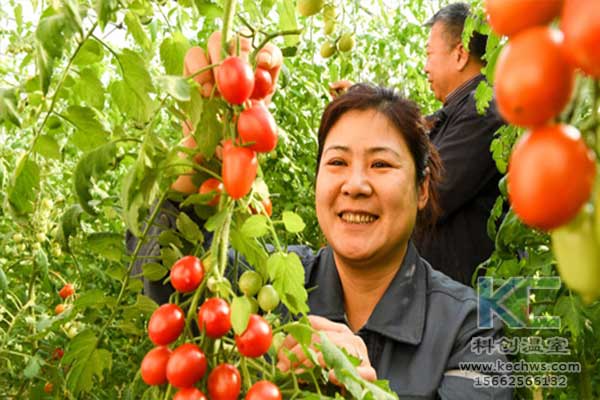 無土栽培，無土栽培技術，無土栽培設備