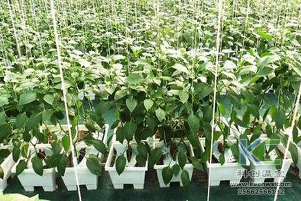 無土栽培，無土栽培技術，無土栽培設備