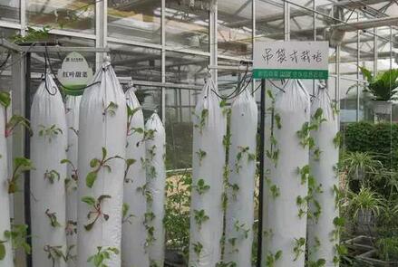 無土栽培，無土栽培技術(shù)，無土栽培設(shè)備