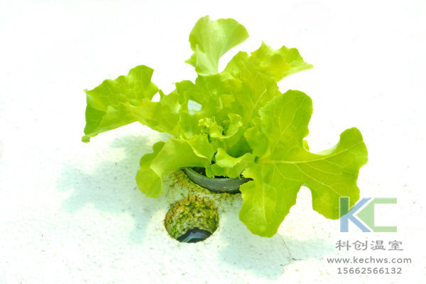 無土栽培，無土栽培技術，無土栽培設備