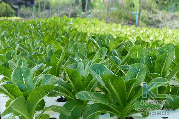 無土栽培，無土栽培技術，無土栽培設備