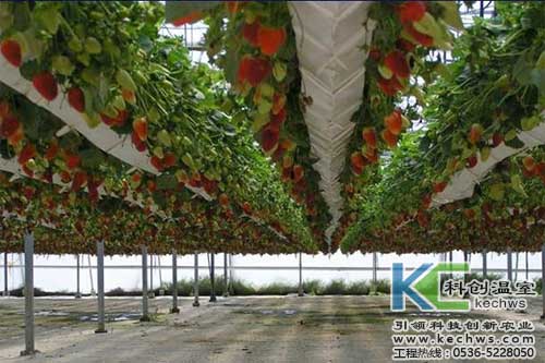 無土栽培，無土栽培技術，無土栽培設備