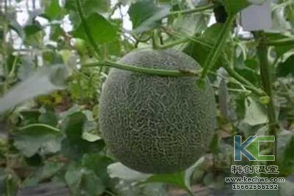 無土栽培，無土栽培技術，無土栽培設備