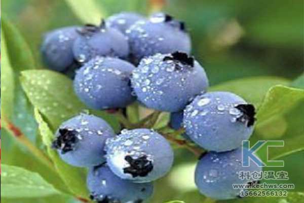 無土栽培，無土栽培技術，無土栽培設備