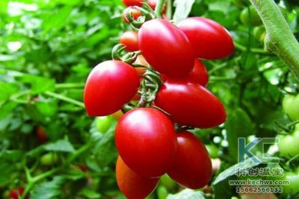 休閑農業，無土栽培技術，無土栽培，溫室大棚