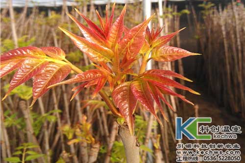 無土栽培，無土栽培技術(shù)，無土栽培設(shè)備