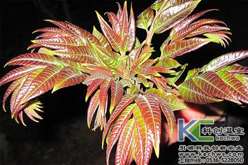 無土栽培，無土栽培技術(shù)，無土栽培設(shè)備