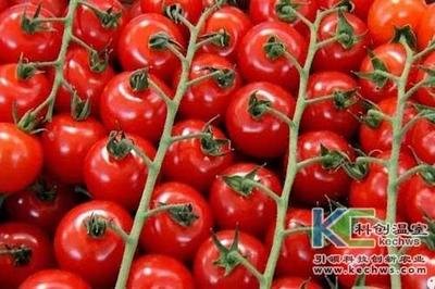 無土栽培技術，魚菜共生系統，無土栽培，溫室大棚