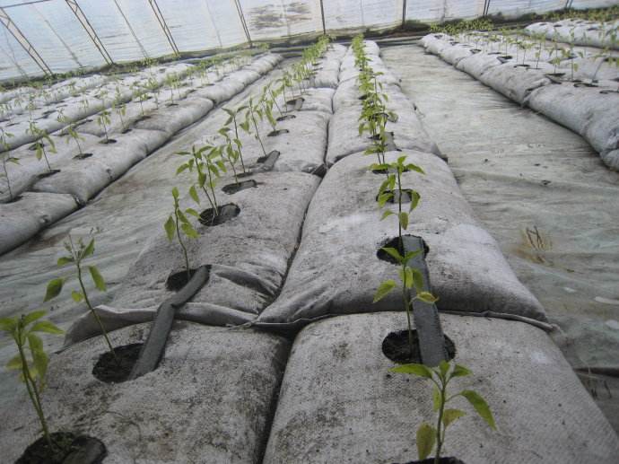 無土栽培，無土栽培技術，無土栽培設備