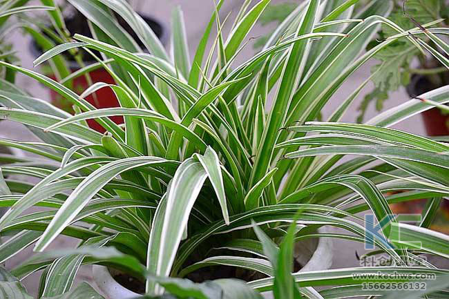 無土栽培，無土栽培技術(shù)，無土栽培設(shè)備