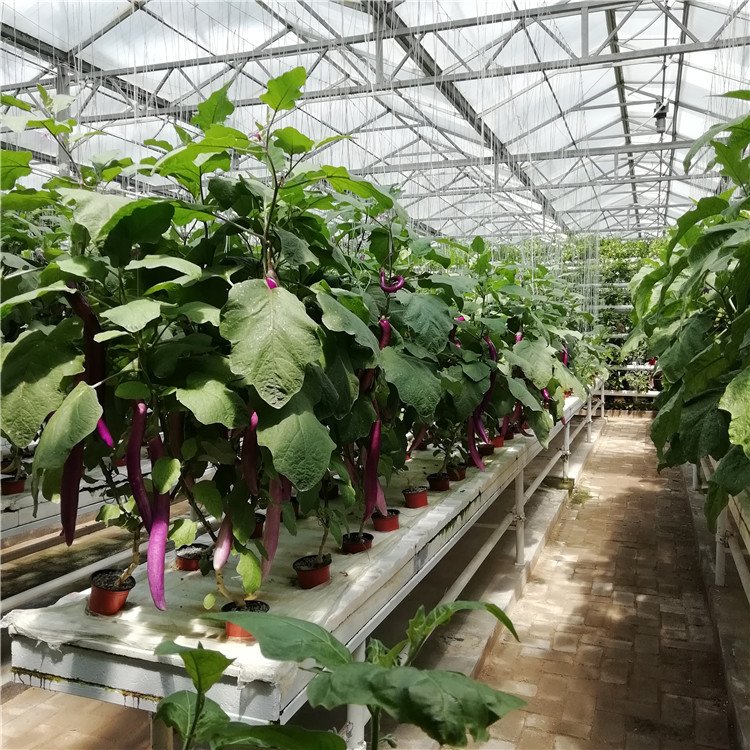 無(wú)土栽培，無(wú)土栽培技術(shù)，無(wú)土栽培設(shè)備