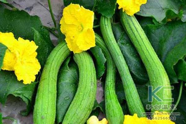 無(wú)土栽培，無(wú)土栽培技術(shù)，無(wú)土栽培設(shè)備