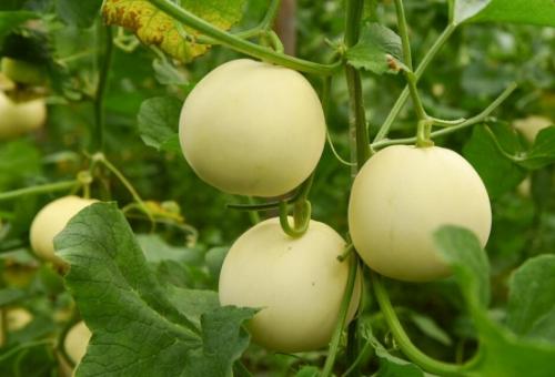 無土栽培，無土栽培技術(shù)，無土栽培設(shè)備