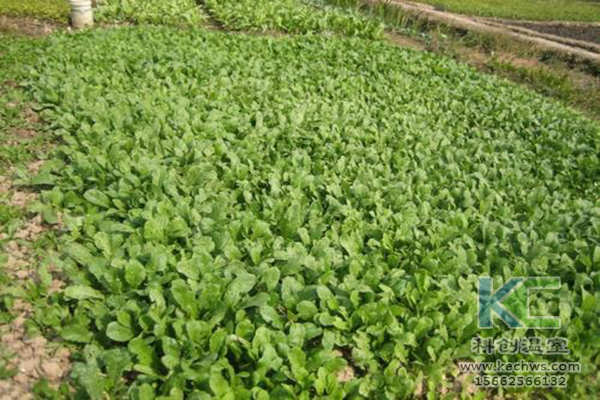 無土栽培，無土栽培技術，無土栽培設備