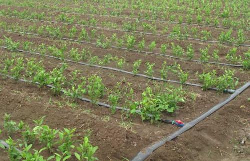 無土栽培，無土栽培技術(shù)，無土栽培設(shè)備