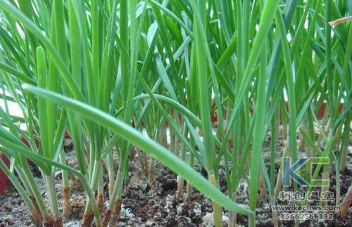 無土栽培，無土栽培技術，無土栽培設備