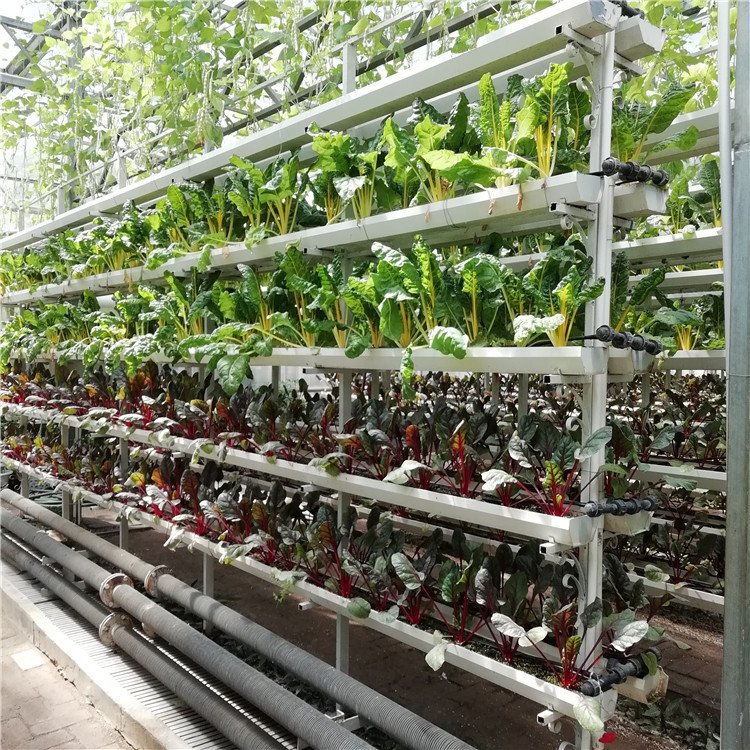 無(wú)土栽培，無(wú)土栽培技術(shù)，無(wú)土栽培設(shè)備