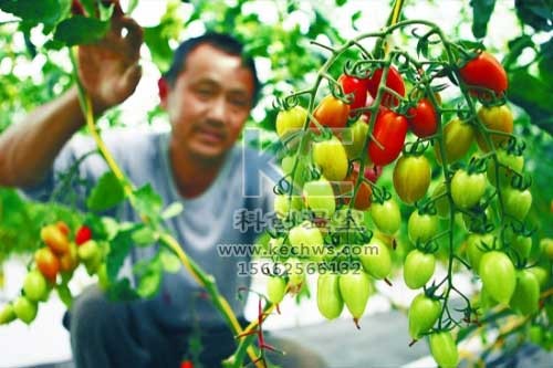 無土栽培，無土栽培技術，無土栽培設備