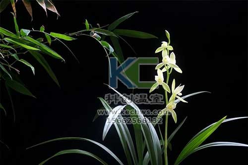 無(wú)土栽培，無(wú)土栽培技術(shù)，無(wú)土栽培設(shè)備