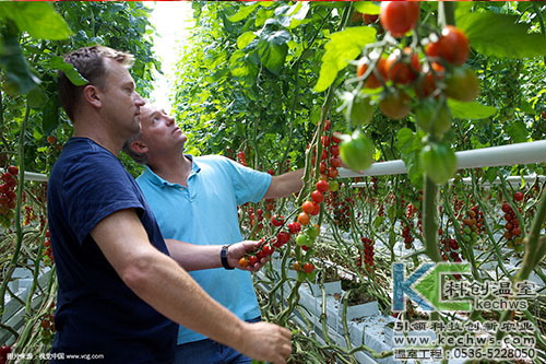 無土栽培,無土栽培技術(shù),無土栽培優(yōu)勢(shì)