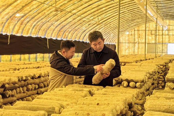 無土栽培，無土栽培技術，無土栽培設備